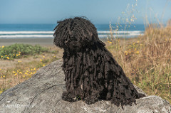 Beach Puli