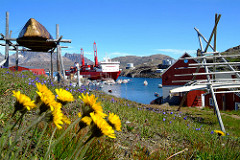 Flowers in Greenland