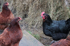 chickens
