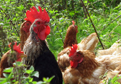 Chickens