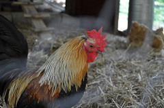 Chicken