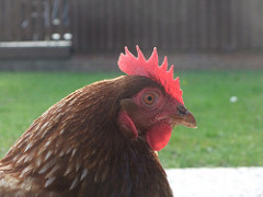 Chicken