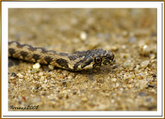 culebra viperina 03 - serp d