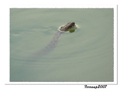 culebra viperina 02 - serp d