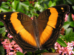 Australian Lurcher Butterfly