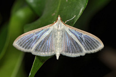 Four-spotted Palpita (Palpita quadristigmalis)