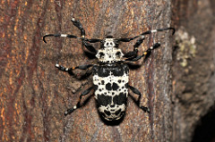 Longhorn Acanthoderes lacrymans