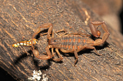 Scorpion eating