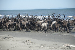 Reindeer Herd on Ikpek Beach