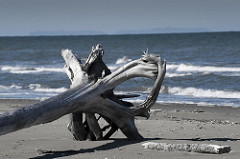 Driftwood, Diomede Islands