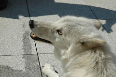 Atka-Arctic Gray Wolf