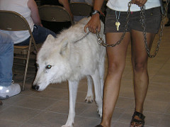 Atka 4