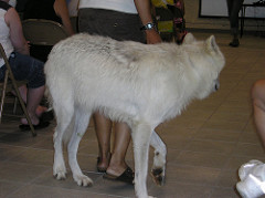 Atka 6