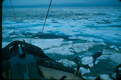 Atka in broken ice