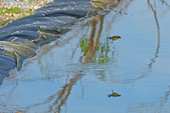 20132
