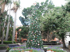 THE CHRISTMAS TREE IN FITZROY GARDENS