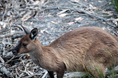 Kangaroo Island kangaroo Macropus fuliginosus fuliginosus