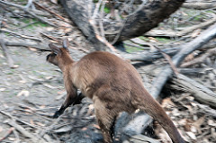 Kangaroo Island kangaroo Macropus fuliginosus fuliginosus