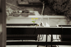 Loneliness