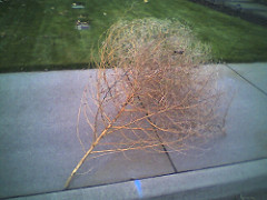 Huge tumbleweed in Walla Walla