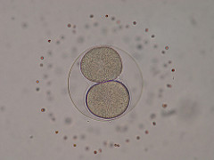 2 Células