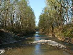Montone