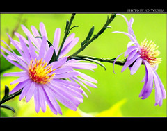VERSOS E FLORES - Verses and Flowers