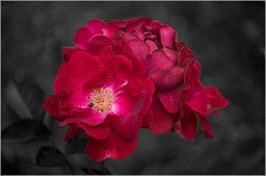 Miniature Rose