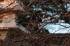 Fukue Castle ruin 福江城跡～