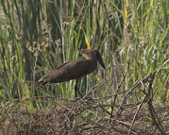 Hamerkop (Scopus umbretta)