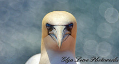 Northern Gannets on Helgoland