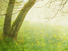 The Arrival of Spring series