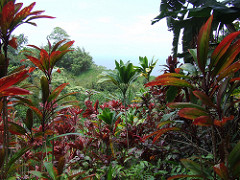 MAUI 2009 HANA