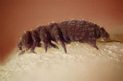 Hot spring Collembola / Springtail stacked super macro 10X microscope objective lens