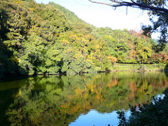 Saga
