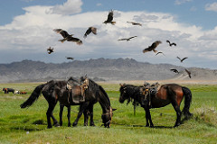 Horses and Black Kite