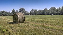 Hay