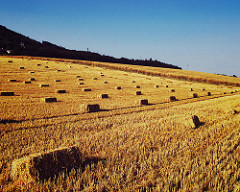 Hay bale