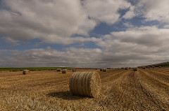 Hay Rolls