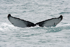 Fluke