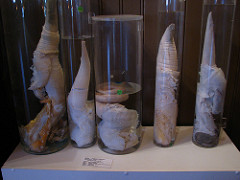 Penises in Jars : (