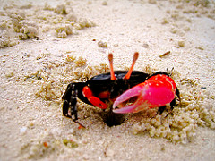 Île des pins - Crabe violoniste