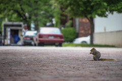 Squirrel