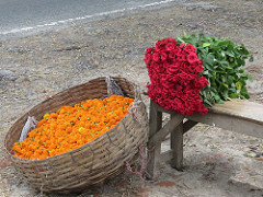 Marigold and roses