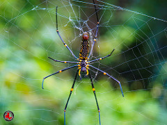 Spider