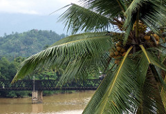 Mahaweli and Palm
