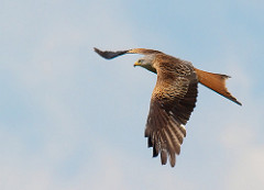 Röd Glada / Red Kite