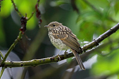 Pale Flycatcher, Garneton, Zambia