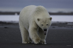 Polar Bear Thbbbbbt !!!