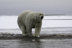 Polar Bear Snicker